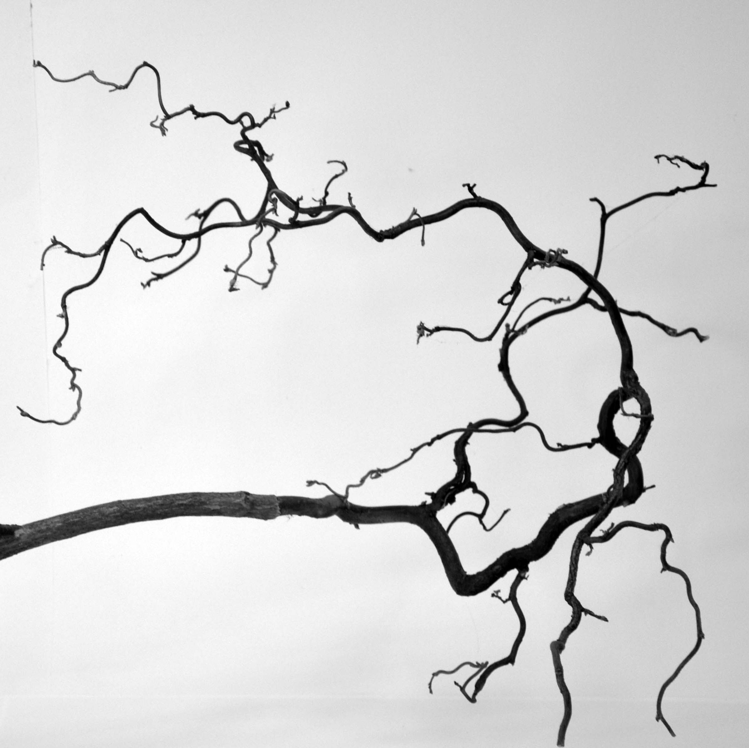 Mimo "Sick Tree" Sculpture Screenshot